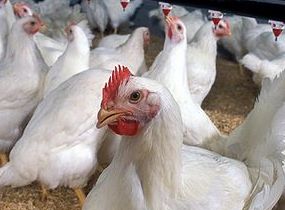 FDA takes action against illegal animal drugs