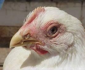 Proper vaccination for healthy flocks