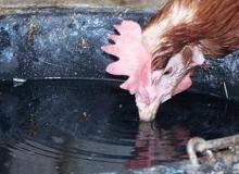 Poor water quality results in significant losses