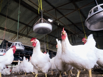 Quality eggs from adequate nutrition