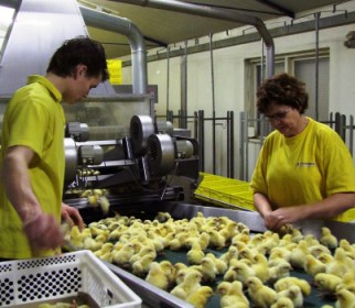 Schotman Hatcheries: An integrated entity embraces independence