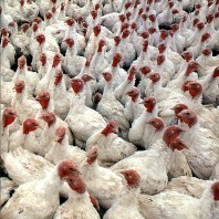 Turkey factory shutting down at Christmas