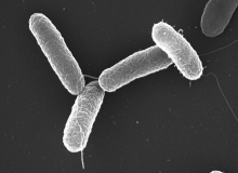 USDA: New performance standards for Salmonella and Campylobacter