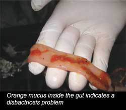Practical nutritional aspects to prevent Necrotic Enteritis