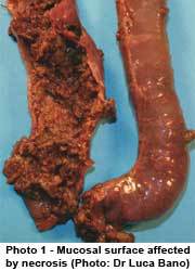 Prevent the proliferation of Clostridial enteritis