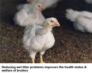 Target release Na-butyrate to fight major health and litter problems