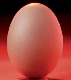 Foundation is key for eggshell quality
