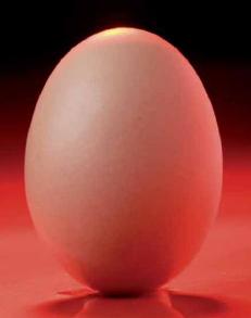 Foundation is key for eggshell quality
