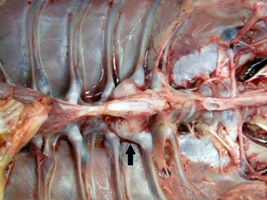 Spondylitis is emerging in broilers