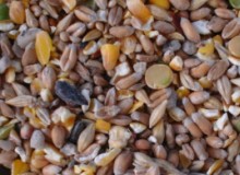 Wild birds opt for the conventional feed over organic