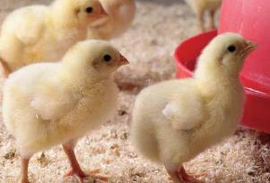 Increased and improved chicks from the breeding flock