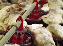 Future of feed for pigs and poultry: A British view