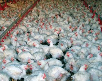 Keeping Clostridial enteritis away from poultry flocks