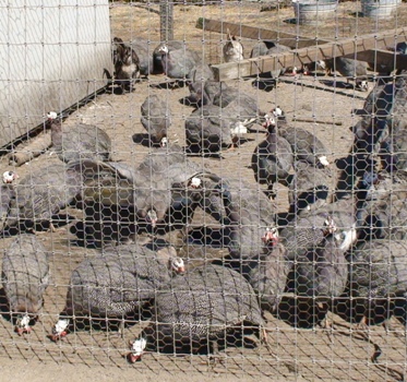 Guinea fowl farming becomes popular in Botswana