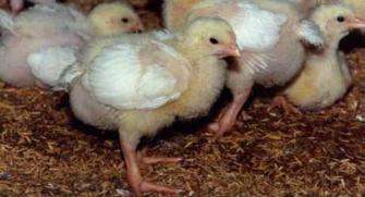 The search for optimal broiler performance