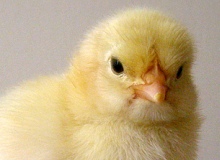 S. African poultry producer invests in Zambia