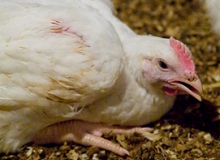 EU broiler welfare rules come into effect