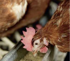 Dietary beta glucans to fight chronic enteritis