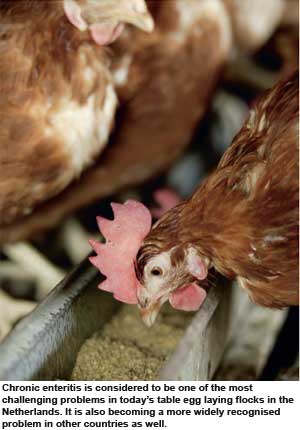 Dietary beta glucans to fight chronic enteritis