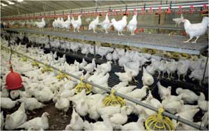 Proper lighting for broiler and turkey breeders