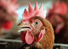 Identifying egg production definitions