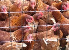 Bird flu: New mechanism of circulation and transmission found