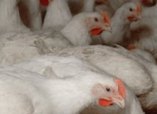 Activists scold EU welfare directive