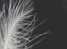EFSA: Harvesting feathers from live geese