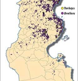 Maghreb countries invest in poultry production