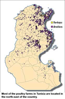 Maghreb countries invest in poultry production
