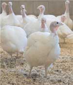 Early detection for effective broody control