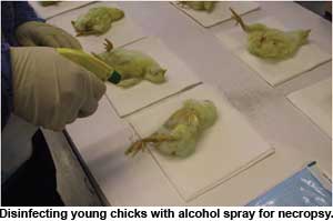 Campylobacter can remain in various organs