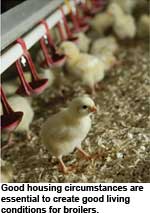 Broiler welfare symposium: The balance between producers’ and consumers’ standards