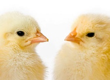 European Parliament pushes for cloning ban