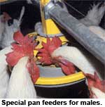 From floor to pan feeding