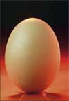 Trace minerals in poultry nutrition – 5: Reaching optimal egg shell formation