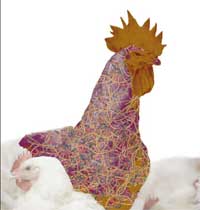 Poultry breeding – the next 25 years