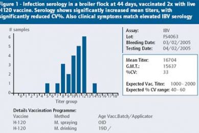Diagnosis of IBV field challenge