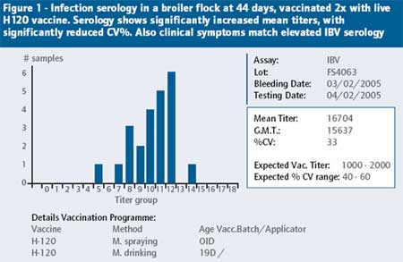 Diagnosis of IBV field challenge