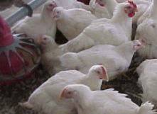 AVMA cautions against antimicrobials ban