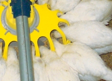 Antibiotics improve animal health; healthy animals improve human health
