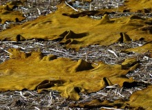Urge to stop using tannery waste in poultry feed