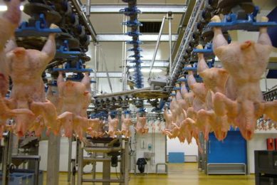 Boscher Volailles specialises in heavy birds