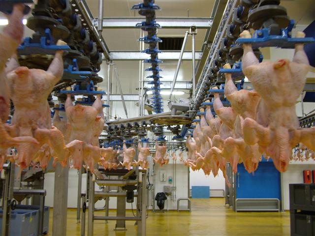 Boscher Volailles specialises in heavy birds