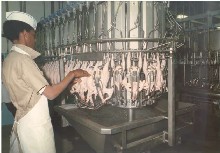 Zimbabwe bans ‘genetically modified’ chickens from South Africa