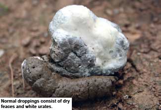 Egg production drops from Brachyspira