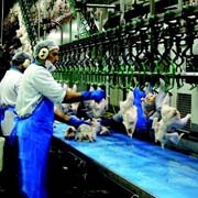 EU animal products could be banned in Russia