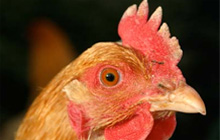 Bhutan: Outbreak of infectious Bursal Disease (Gumboro)
