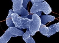 EFSA evaluates Campylobacter in chicken