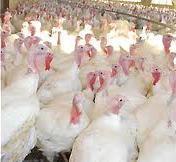 Researchers contribute to turkey genome sequencing